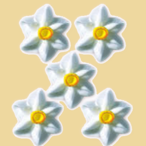 Narzissen Zuckerblumen 3er