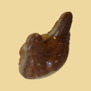 Nougat Henne marmoriert