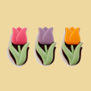 Schokolade Tulpe fuchsia, purple oder orange