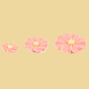 Geranien Zuckerblumen 3er