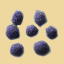 Mimosen in violett 20g