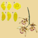 Cymbidium Orchidee Ausstechformen mittel