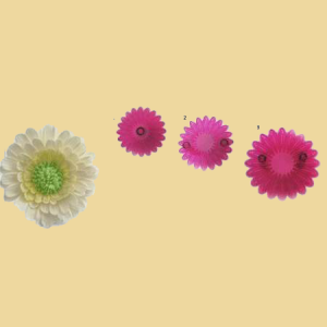 Large Multi Petal Daisy Gerbera Former